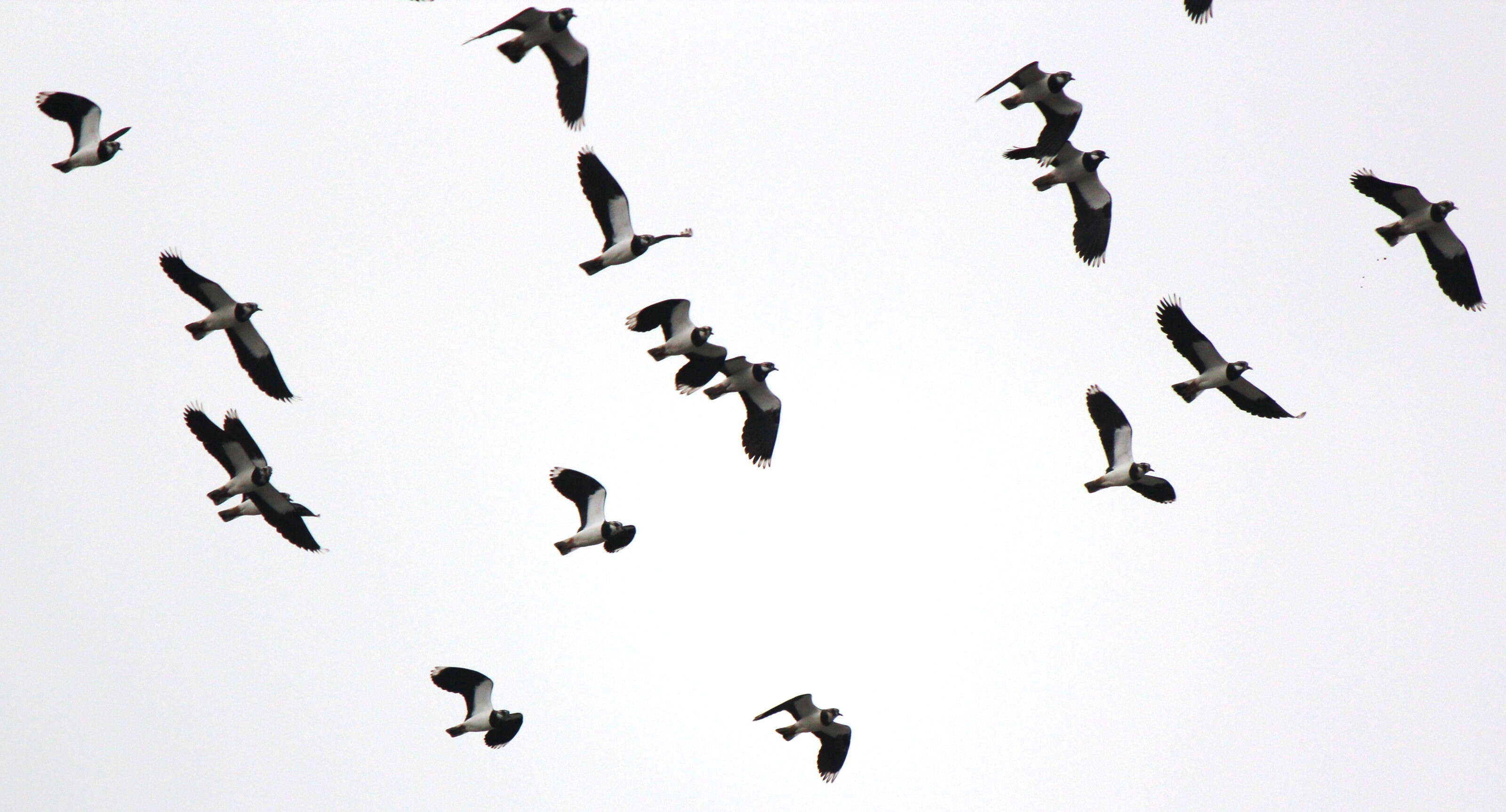 Image of Lapwing