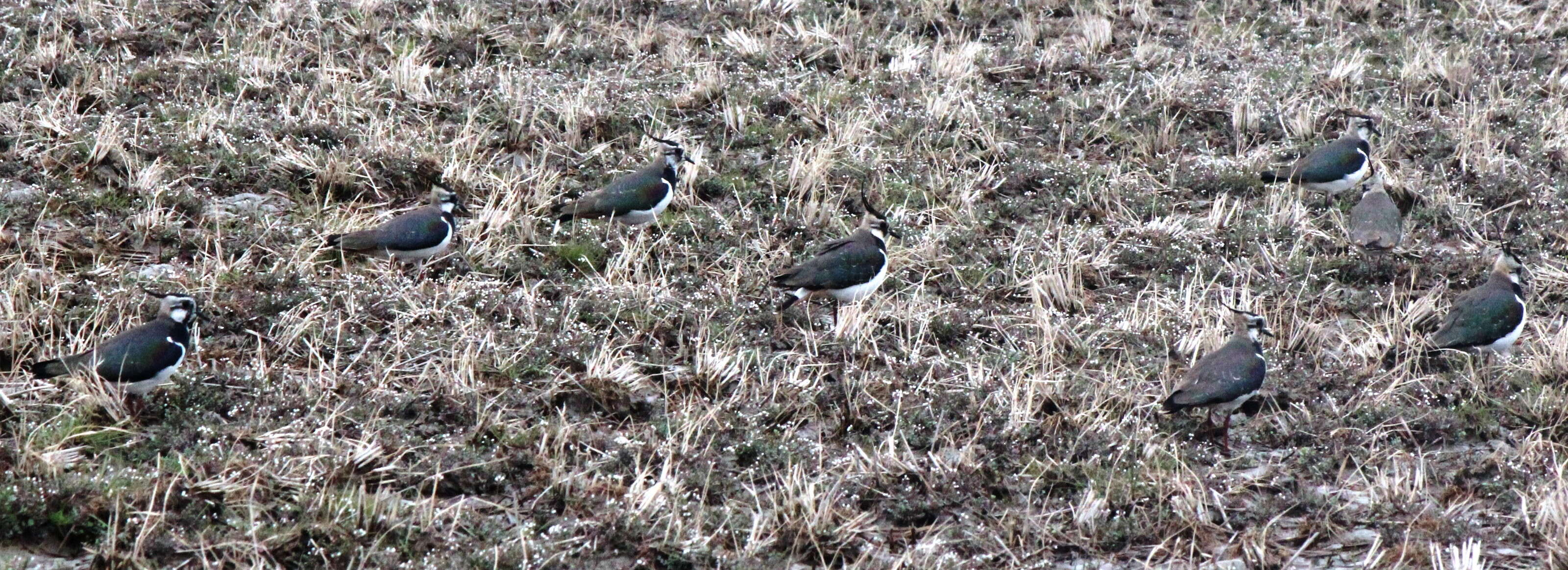 Image of Lapwing