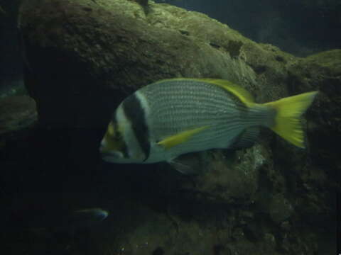 Image of Porkfish