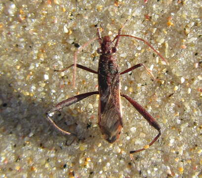 Image de Melanacanthus margineguttatus Distant 1911