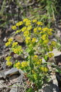 Image of Euphorbia iberica Boiss.