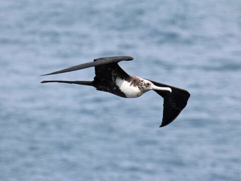 Image of Great Frigatebird