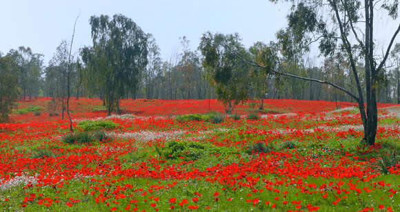 Imagem de Anemone coronaria L.