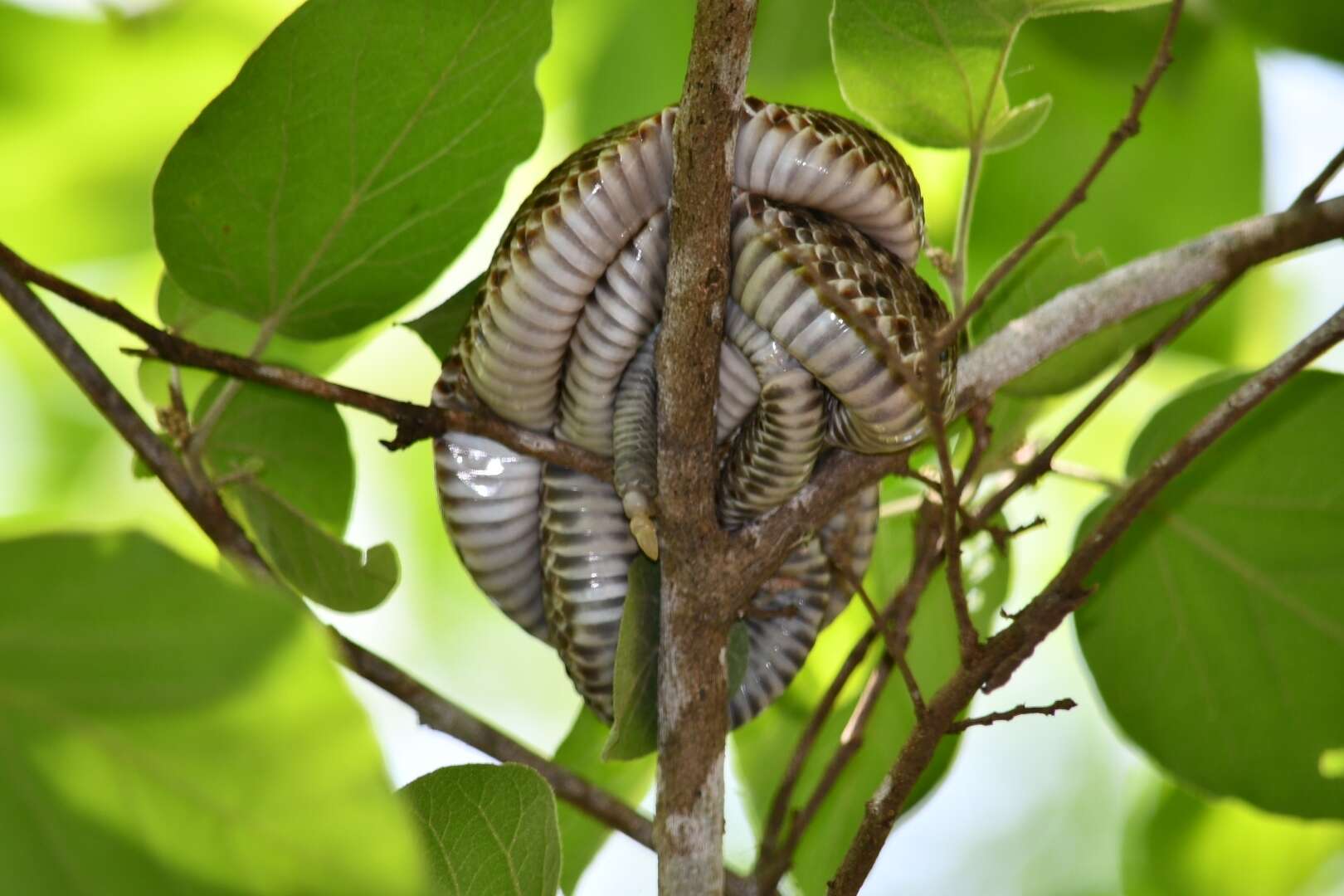 Image of Basilisk Rattlesnake