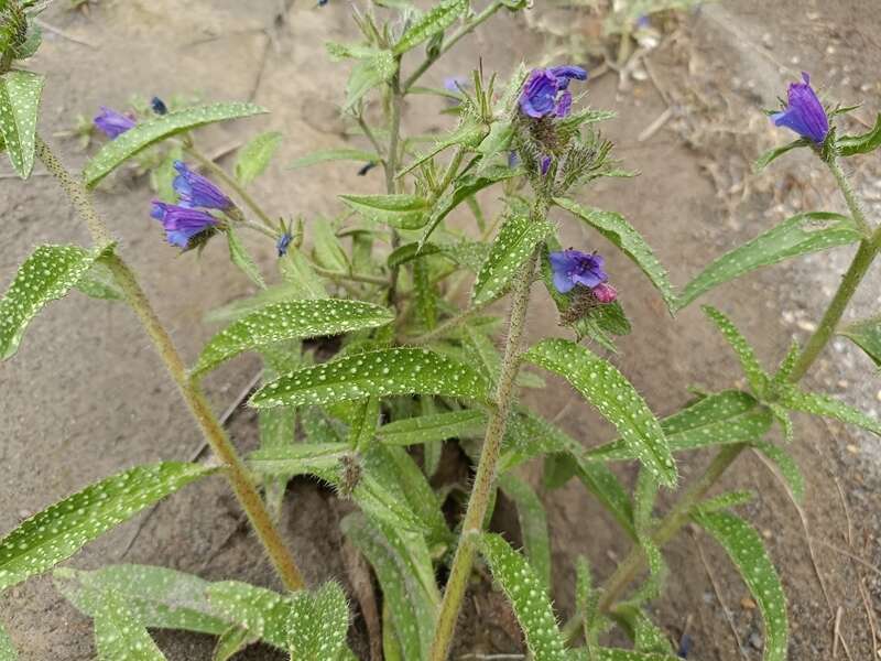 Image of smallstamen viper's bugloss