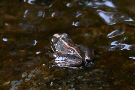 Image of Southern cricket frog