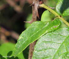 Imagem de Zanthoxylum americanum Mill.