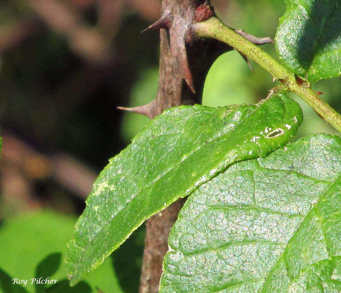 Imagem de Zanthoxylum americanum Mill.