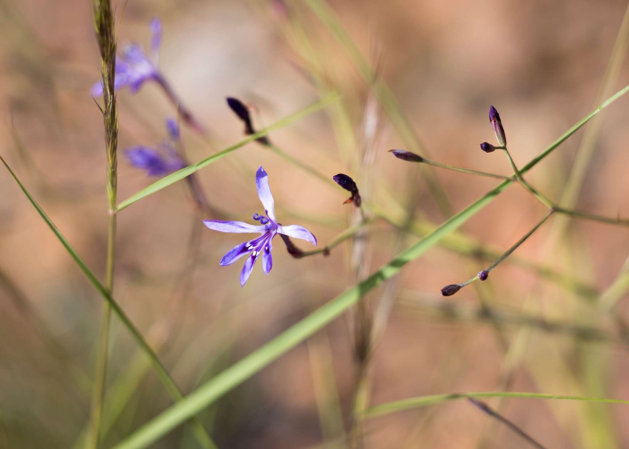 Plancia ëd Afrosolen sandersonii subsp. limpopoensis (Goldblatt & J. C. Manning) Goldblatt & J. C. Manning