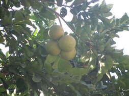 Image of Citrus maxima