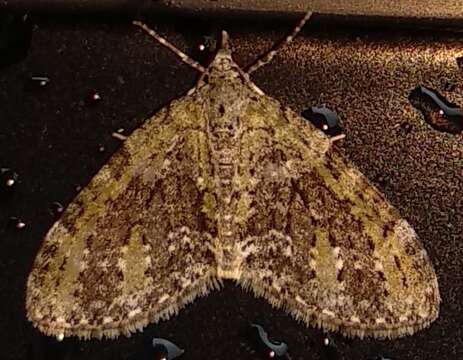 Image of Olive-and-black Carpet