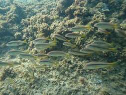 Image of Goldband goatfish