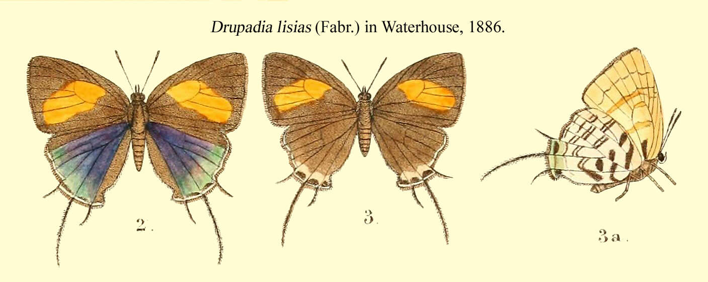 Imagem de Drupadia ravindra (Horsfield 1829)