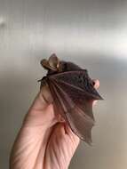 Image of Bifax Long-eared Bat