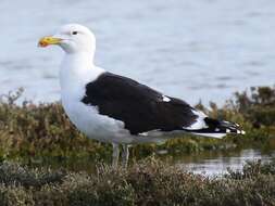 Image of Great Black-backed Gull