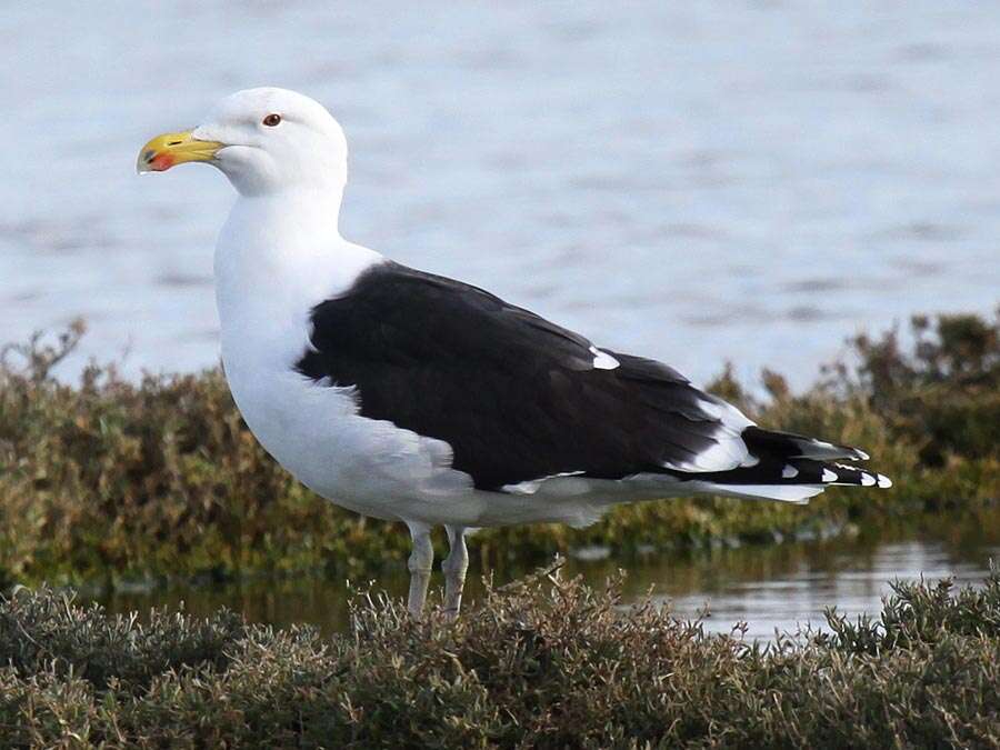 Image of Great Black-backed Gull