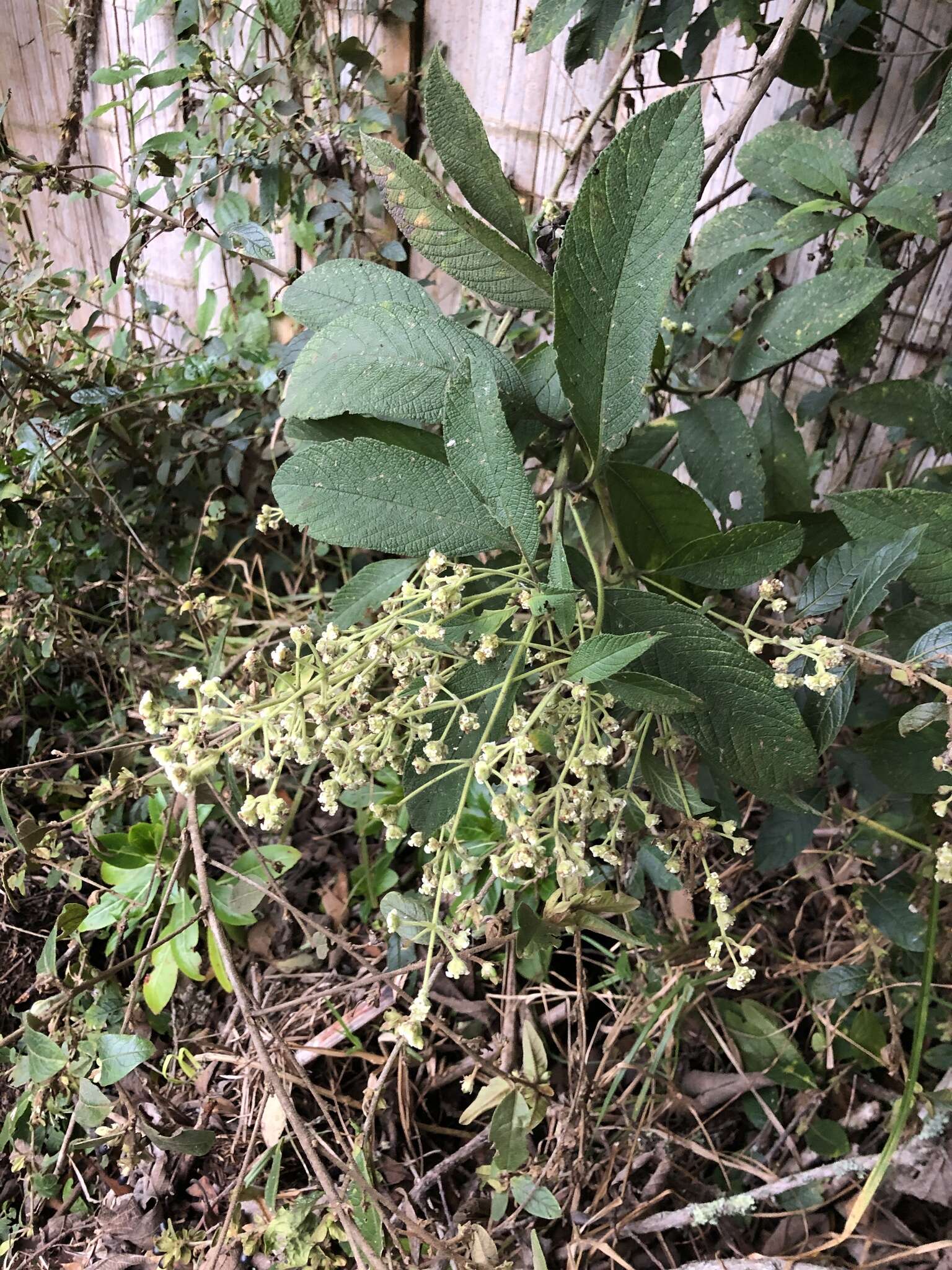 Image of Lippia hirsuta L. fil.