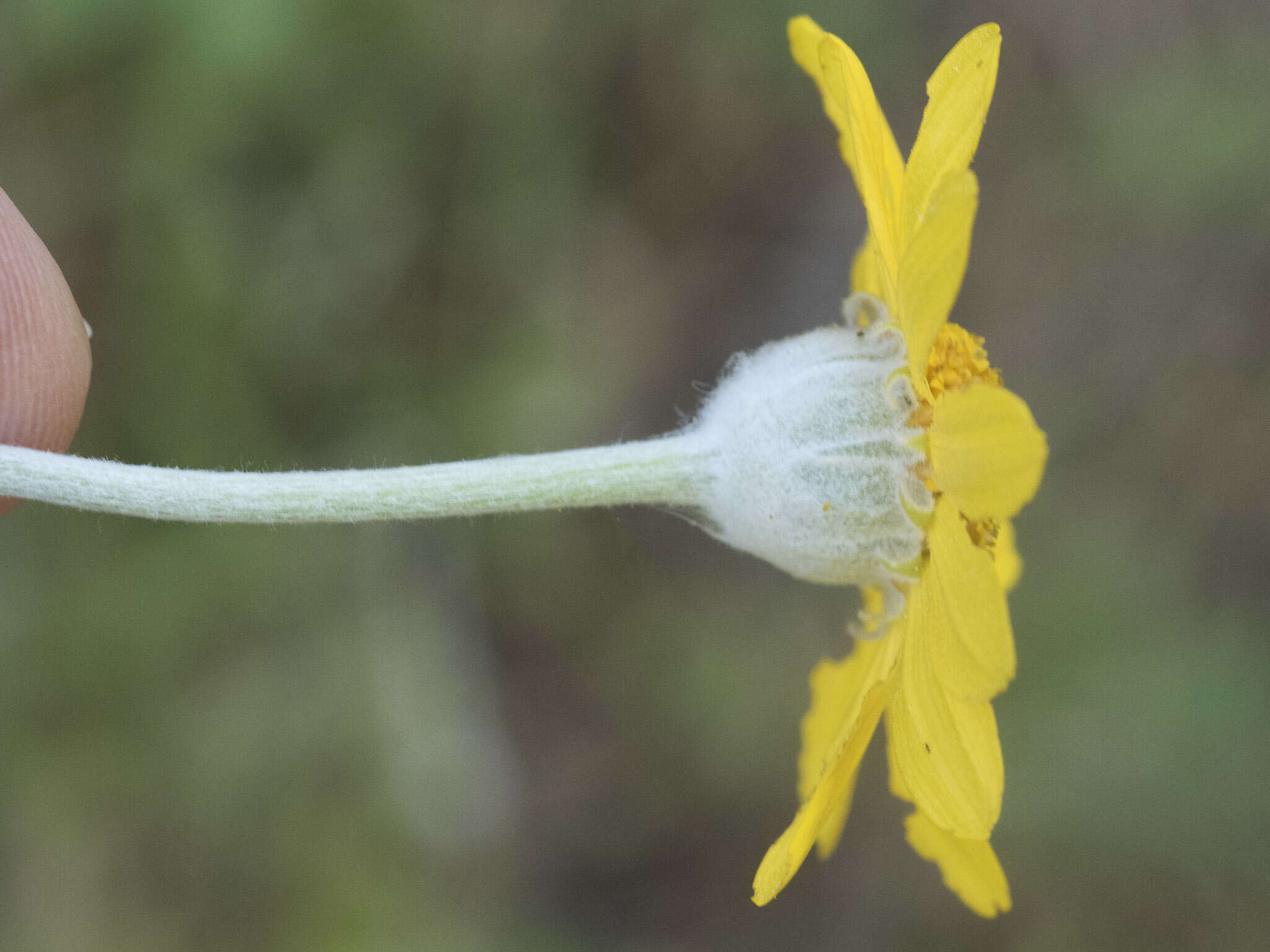 Image of common woolly sunflower