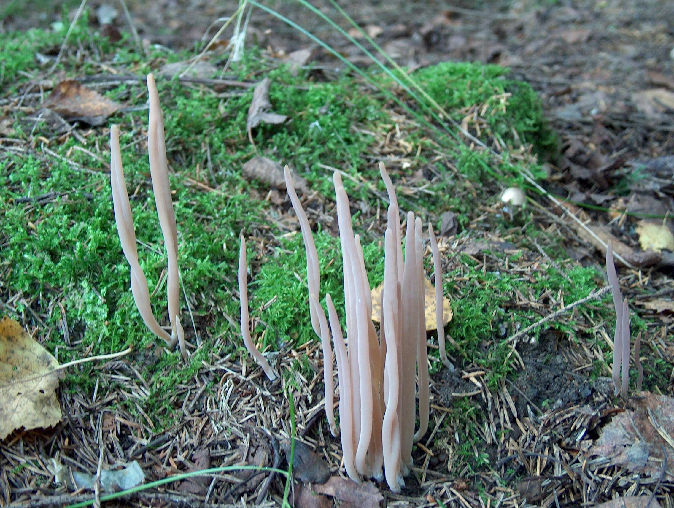 Image of Clavaria fumosa Pers. 1796