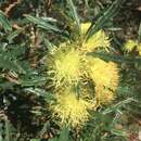Image of Banksia polycephala (Benth.) A. R. Mast & K. R. Thiele