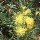 Imagem de Banksia polycephala (Benth.) A. R. Mast & K. R. Thiele