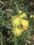 Imagem de Banksia polycephala (Benth.) A. R. Mast & K. R. Thiele