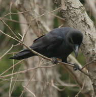 Imagem de Corvus macrorhynchos Wagler 1827