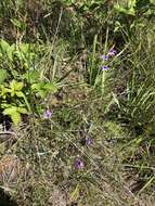 Image of Hitchcock's Blue-Eyed-Grass