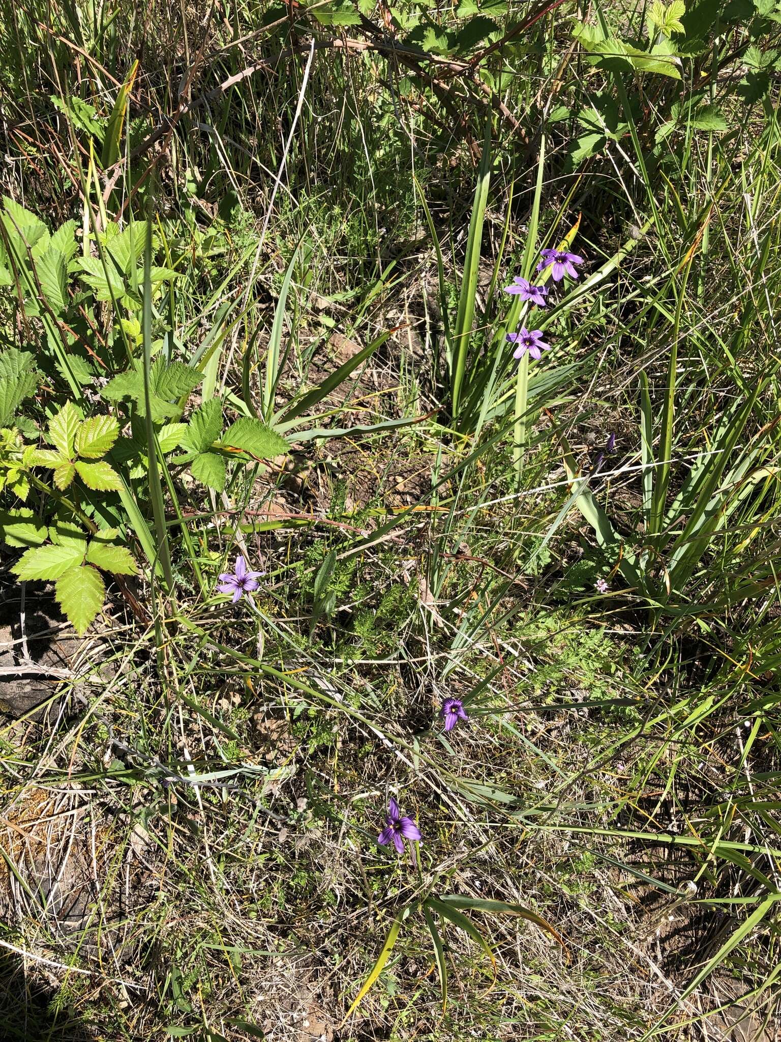 Image of Hitchcock's Blue-Eyed-Grass