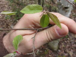 Imagem de Amelanchier arborea (Michx. fil.) Fern.