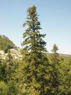 Image of Silver Fir