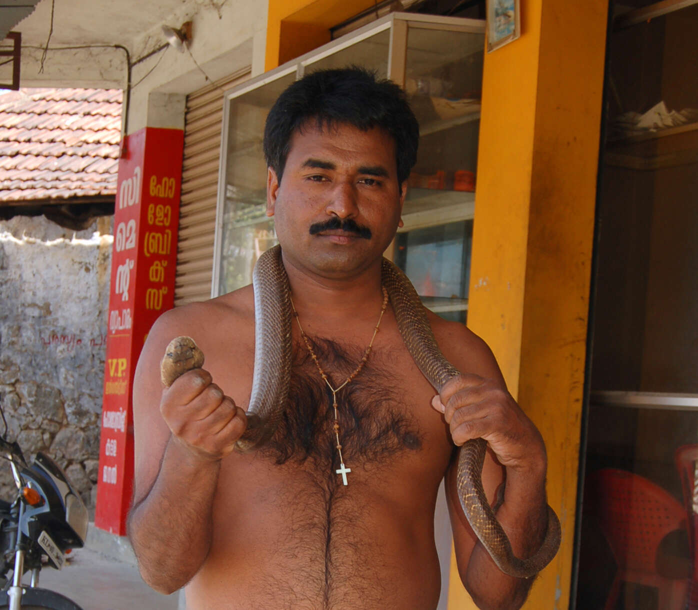 Image of Indian cobra