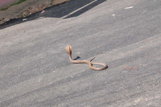 Image of Indian cobra