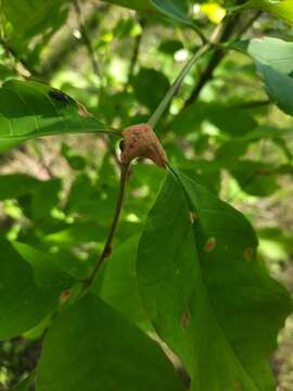 Puccinia sparganioidis Ellis & Barthol. 1896的圖片