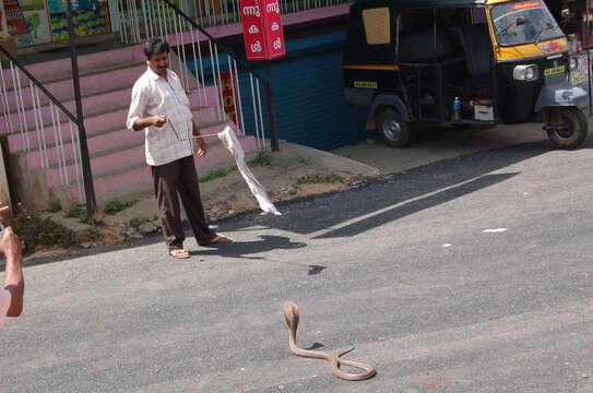 Image de Cobra indien