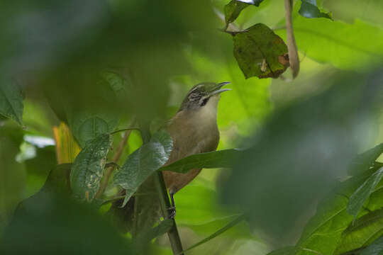 Image of Moustached Wren