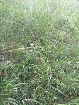 Image of Black-Seed Spear Grass