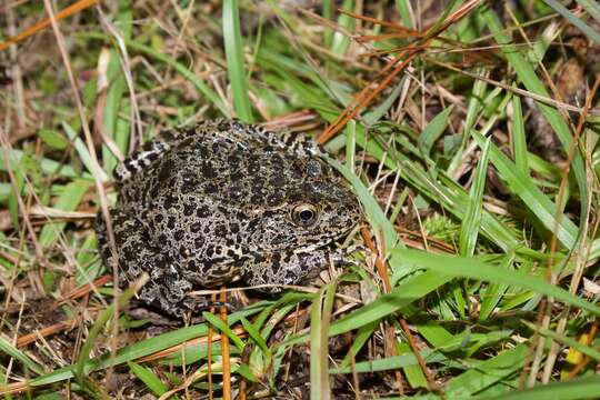 Image of Dusky Gopher Frog