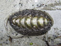 Image of Mossy chiton