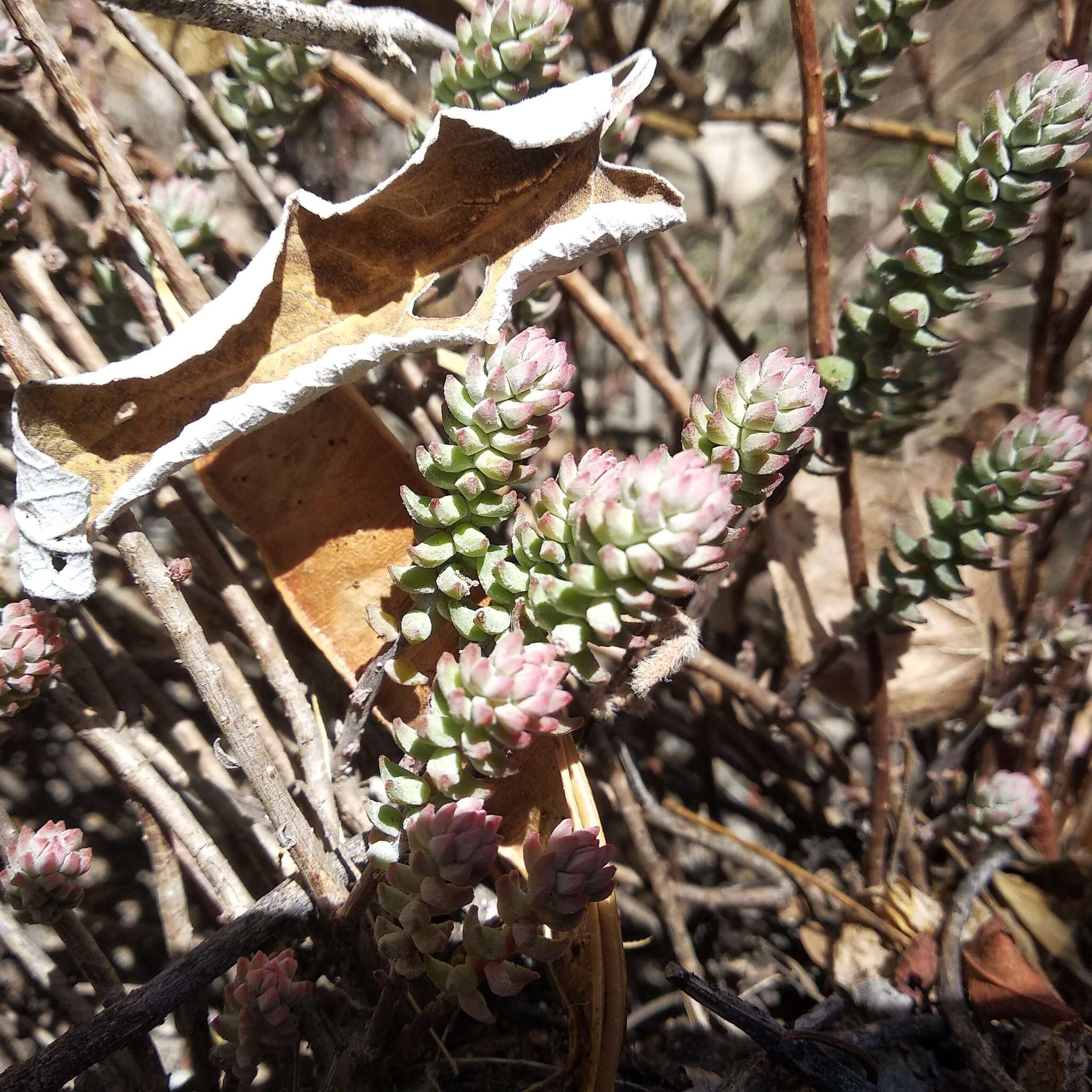 Image of Villadia albiflora (Hemsl.) Rose