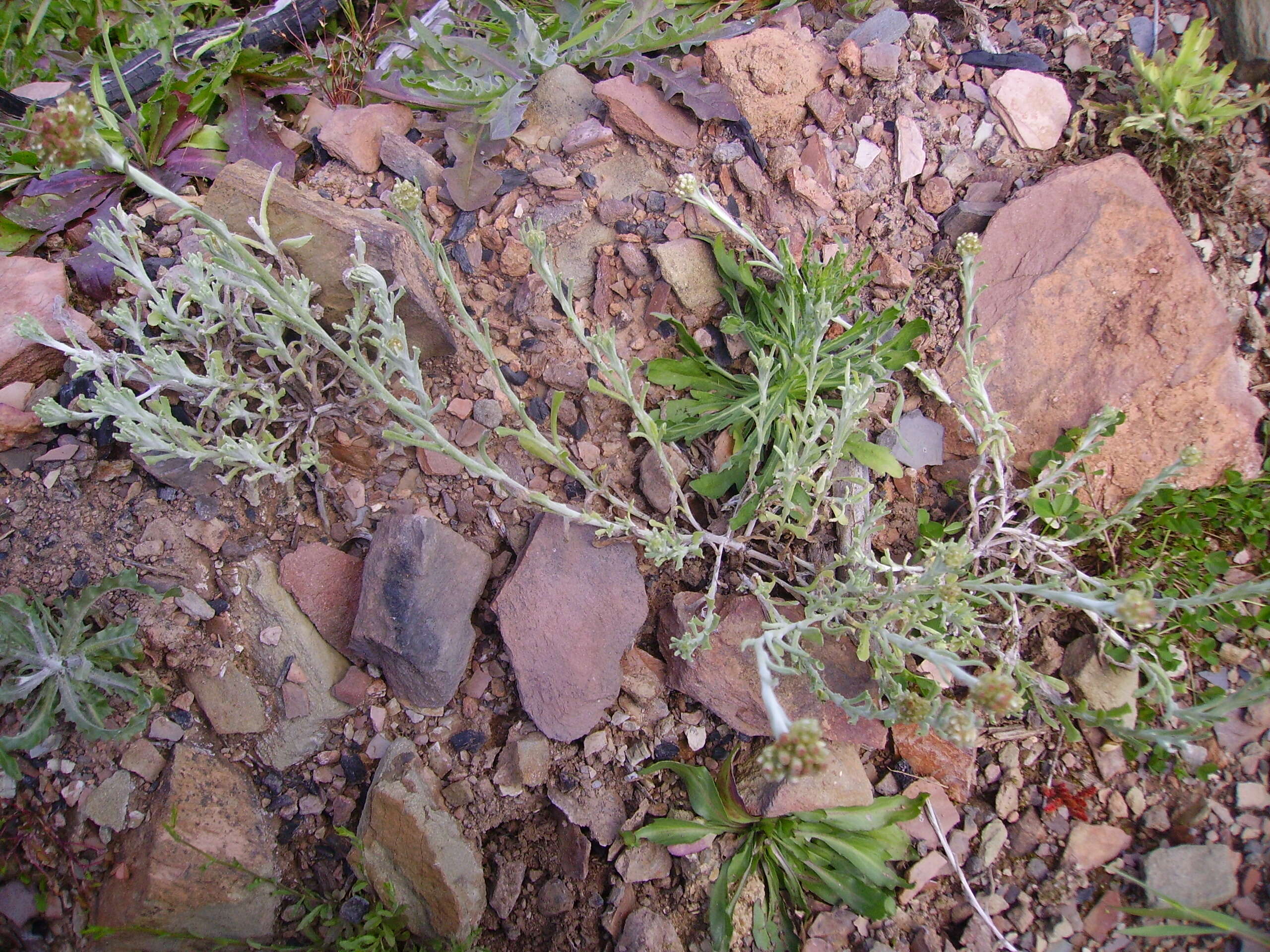 Image of Jersey cudweed