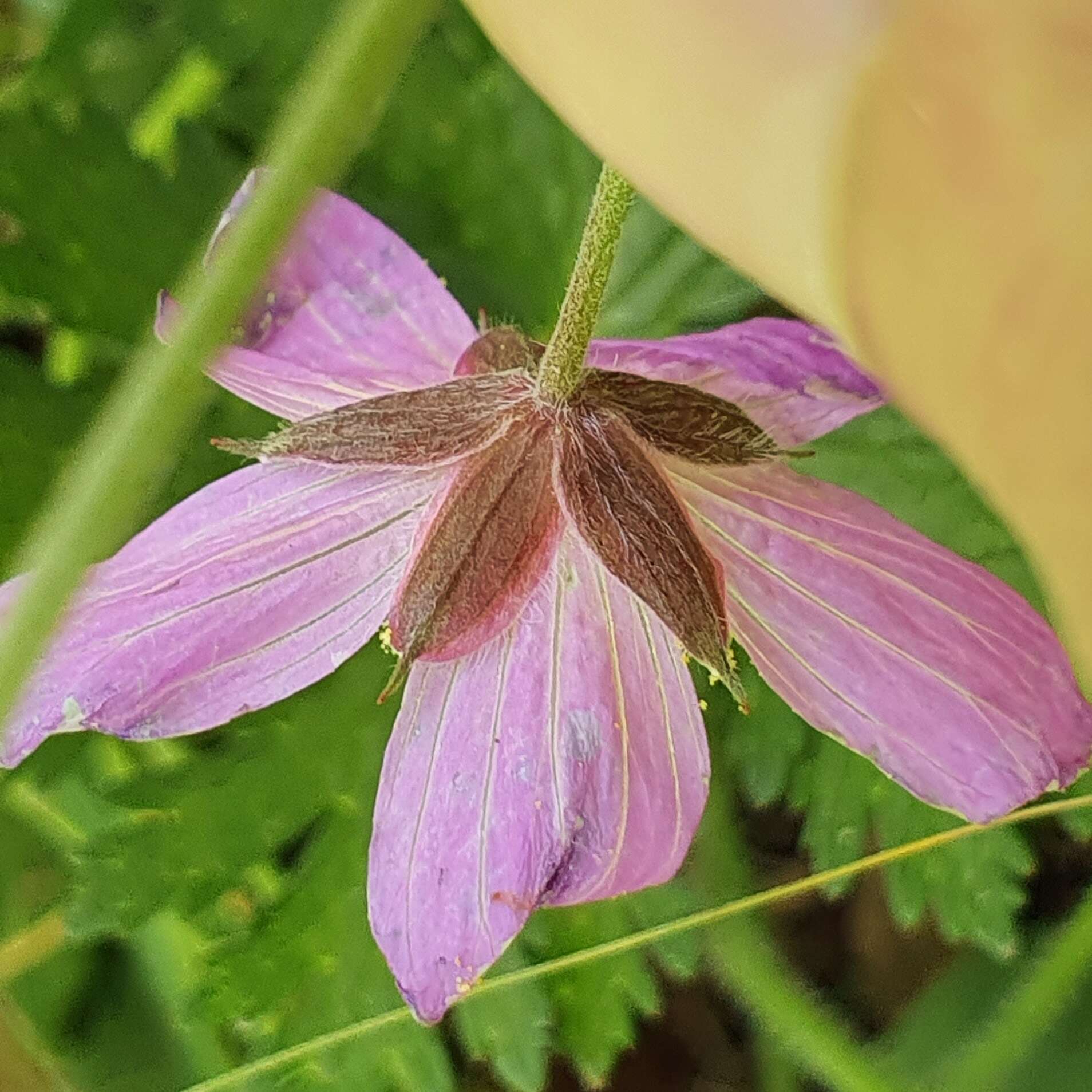 Image of Geranium atlanticum Boiss.