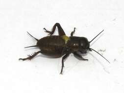 Image of Field cricket