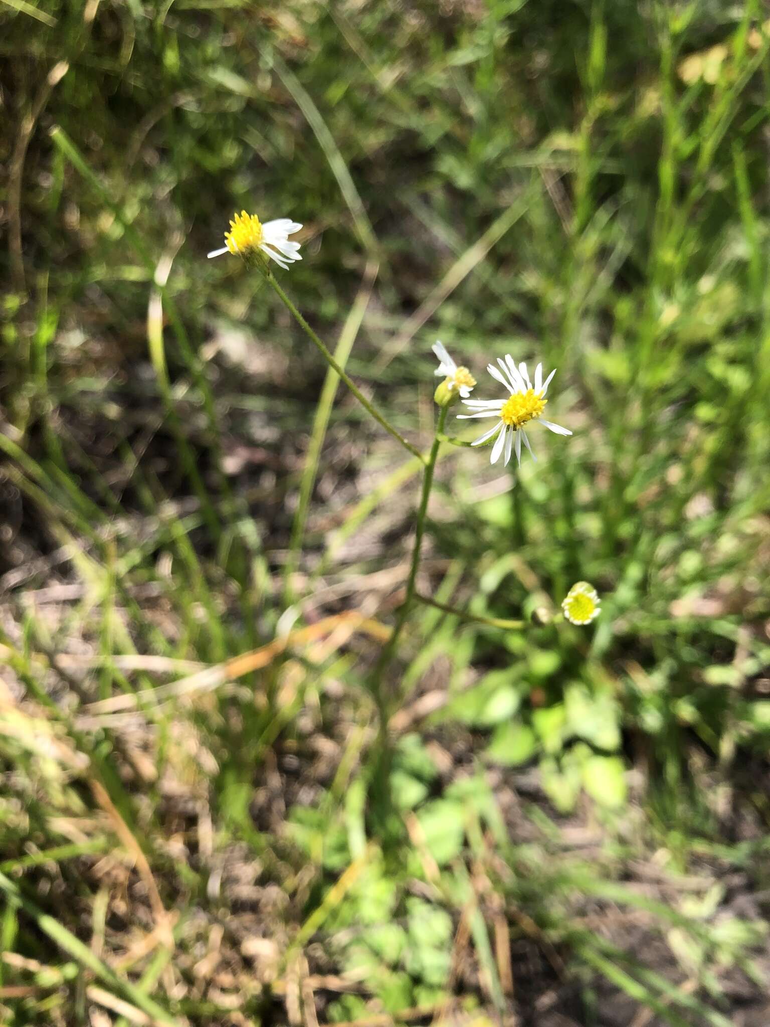 Image de Erigeron vernus (L.) Torr. & A. Gray