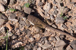 Image de Crotaphytus collaris fuscus Ingram & Tanner 1971