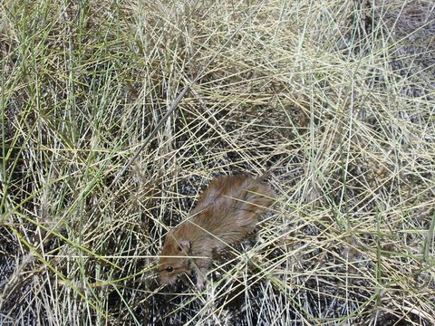 Image of Brown Desert Mouse