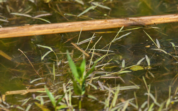 Image of Spotted gar