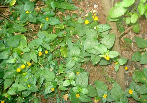 Слика од Acmella oleracea (L.) R. K. Jansen