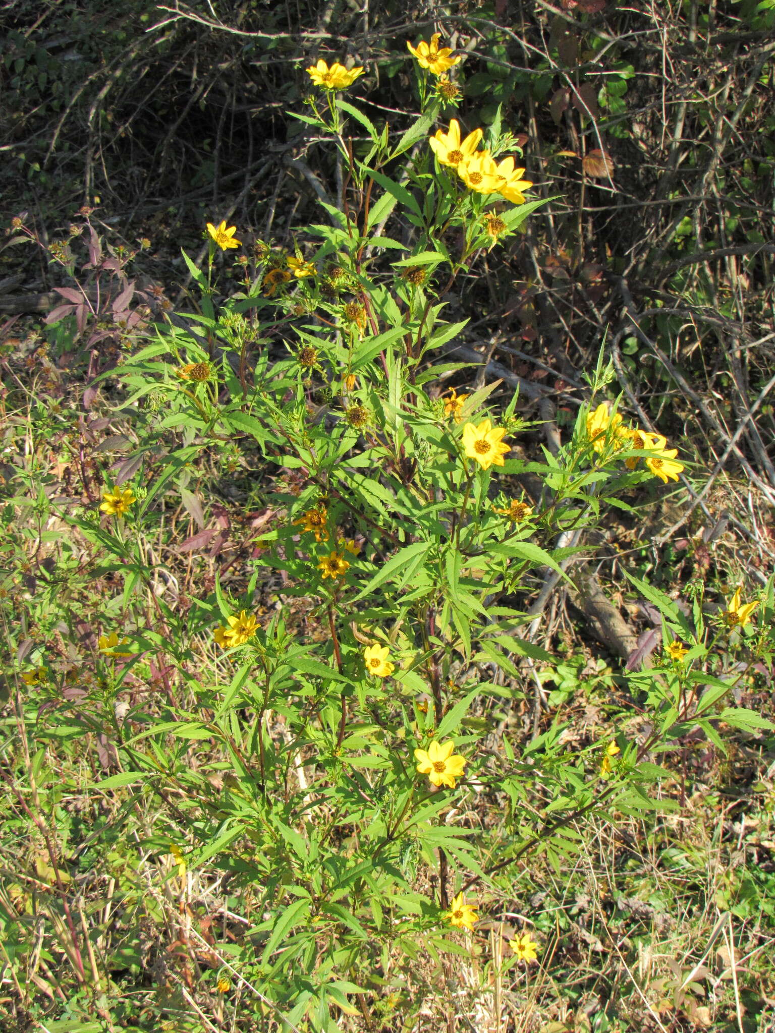 Image of bearded beggarticks