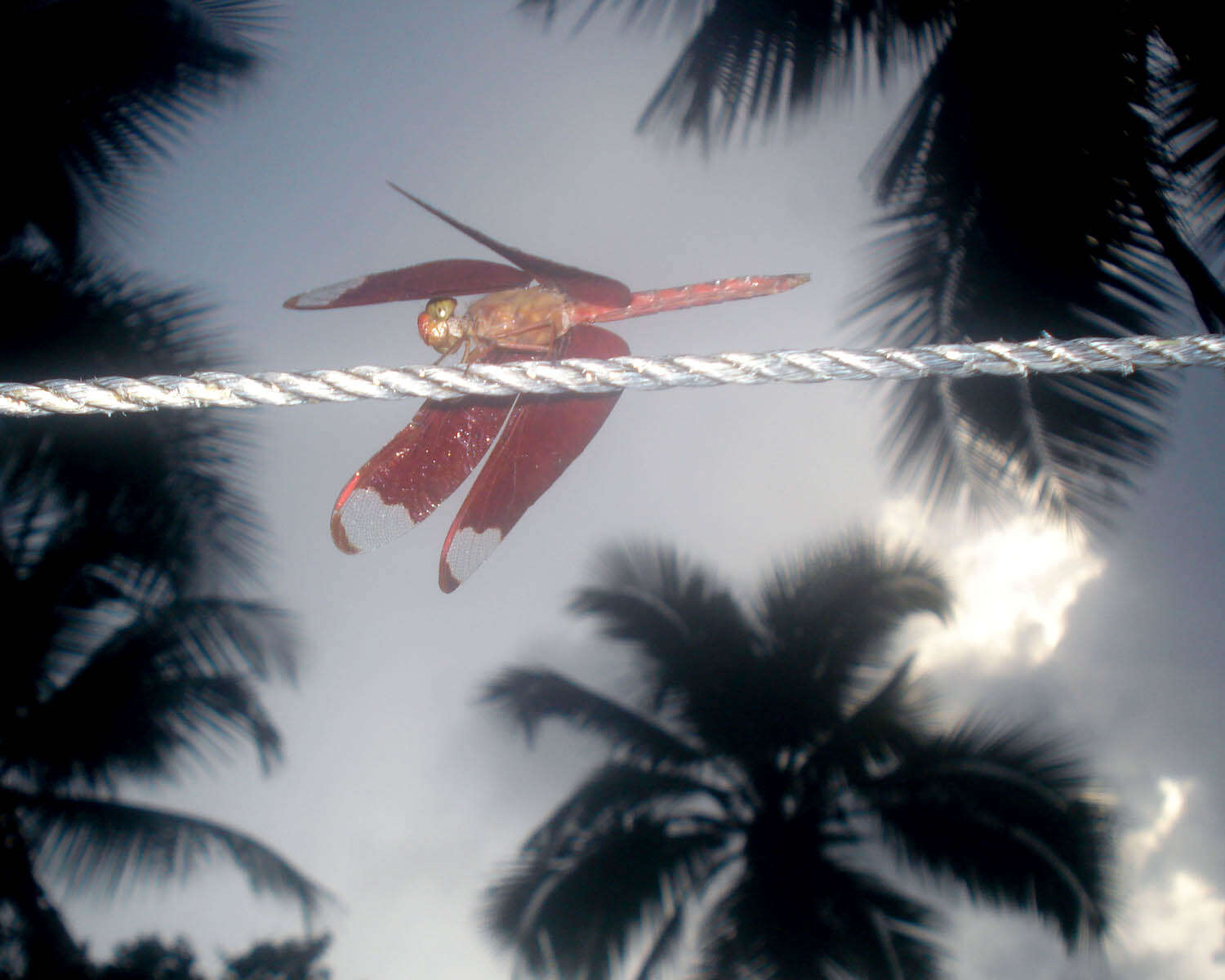 Image of Black Stream Glider